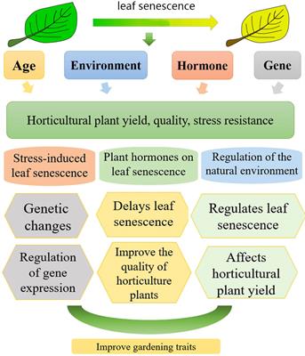 Research progress on the relationship between leaf senescence and quality, yield and stress resistance in horticultural plants
